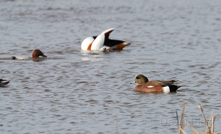 American wigeon male - A.jpg - American wigeon, male - Slimbridge